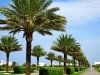 Alys Beach Palm Trees