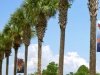 Palm Trees in Blue Mountain Beach